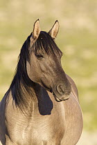 Wild Horse (Equus caballus), Pryor Mountain Wild Horse Range, Montana