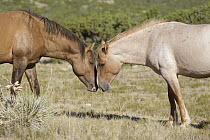 Wild Horse (Equus caballus) pair greeting, Pryor Mountain Wild Horse Range, Montana