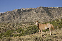 Wild Horse (Equus caballus) in desert, Pryor Mountain Wild Horse Range, Montana