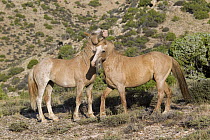 Wild Horse (Equus caballus) pair, Pryor Mountain Wild Horse Range, Montana
