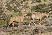 Wild Horse (Equus caballus) pair walking, Pryor Mountain Wild Horse Range, Montana
