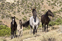 Wild Horse (Equus caballus) herd with foal, Pryor Mountain Wild Horse Range, Montana