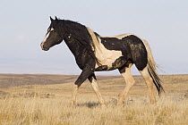 Wild Horse (Equus caballus), McCullough Peaks Wild Horse Range, north-central Wyoming