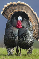 Wild Turkey (Meleagris gallopavo) male displaying, Troy, Montana