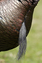Wild Turkey (Meleagris gallopavo) male beard, Troy, Montana