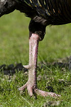 Wild Turkey (Meleagris gallopavo) leg showing spur used in fighting, Troy, Montana
