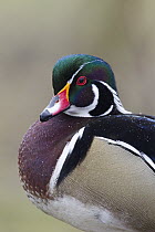 Wood Duck (Aix sponsa) drake, Kalispell, Montana