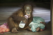 Orangutan (Pongo pygmaeus) two year old infant bottle-feeding, Orangutan Care Center, Borneo, Indonesia