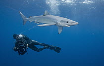 Blue Shark (Prionace glauca) female with diver, Nine Mile Bank, San Diego, California