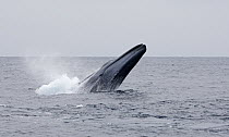 Blue Whale (Balaenoptera musculus) breaching, Nine Mile Bank, San Diego, California