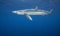 Blue Shark (Prionace glauca) female, Nine Mile Bank, San Diego, California