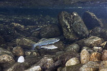 Rainbow Trout (Oncorhynchus mykiss) and juvenile, these anadromous steelhead are locally endangered, Big Sur River, California