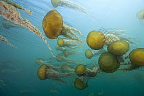 Pacific Sea Nettle (Chrysaora fuscescens) group, Monterey Bay, Monterey, California