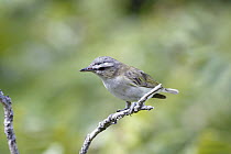 Red-eyed Vireo (Vireo olivaceus), Canada
