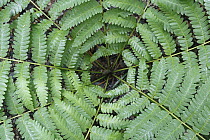 Cinnamon Fern (Osmunda cinnamomea), Canada