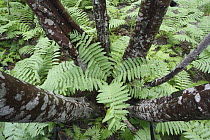 Cinnamon Fern (Osmunda cinnamomea) group on forest floor, Canada