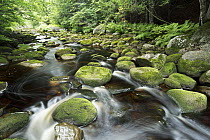 Stream in deciduous forest during dry season, Nova Scotia, Canada