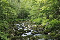 Stream in deciduous forest during dry season, Nova Scotia, Canada