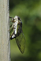 Dog-day Cicada (Tibicen canicularis), Canada
