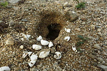 Snapping Turtle (Chelydra serpentina) nest cavity with eggshells, Canada