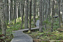 Canadian Hemlock (Tsuga canadensis) old growth forest and trail, Kejimkujik National Park, Nova Scotia, Canada