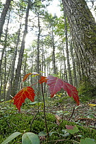 Sugar Maple (Acer saccharum) seedling growing beneath old-growth Canadian Hemlock (Tsuga canadensis), Nova Scotia, Canada