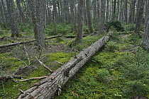 Canadian Hemlock (Tsuga canadensis) old growth grove, Kejimkujik National Park, Nova Scotia, Canada