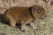 Capybara (Hydrochoerus hydrochaeris) young, native to South America