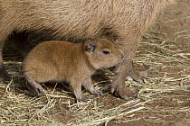 Capybara (Hydrochoerus hydrochaeris) mother with young, native to South America