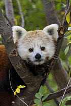 Lesser Panda (Ailurus fulgens), native to Asia