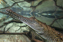 Freshwater Crocodile (Crocodylus johnstoni) swimming, native to Australia