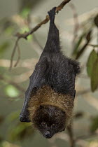 Rodrigues Flying Fox (Pteropus rodricensis) roosting, native to Mauritius