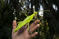 Stick Insect held by keeper, San Diego Zoo, California