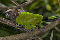 Red-fan Parrot (Deroptyus accipitrinus), native to South America