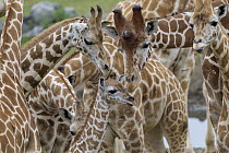 Giraffe (Giraffa sp) mother and sub-adult nuzzling calf, native to Africa