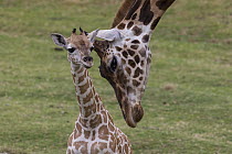 Giraffe (Giraffa sp) mother nuzzling calf, native to Africa