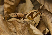 Mantid (Mantidae) camouflaged in leaf litter, San Diego Zoo, California