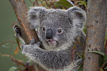 Koala (Phascolarctos cinereus), native to Australia