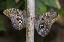 Nymphalid Butterfly (Nymphalidae) pair, San Diego Zoo, California
