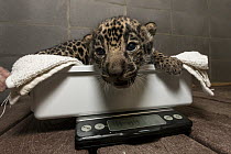 Jaguar (Panthera onca) cub being weighed, native to Central and South America