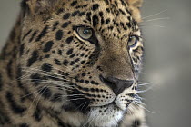 Amur Leopard (Panthera pardus orientalis) sub-adult, native to Russia and China