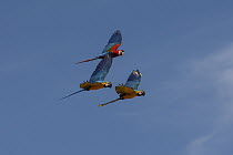 Blue and Yellow Macaw (Ara ararauna) pair and Scarlet Macaw (Ara macao) flying, native to South America