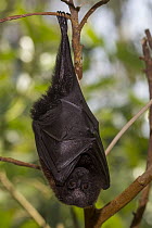 Rodrigues Flying Fox (Pteropus rodricensis) roosting, native to Mauritius