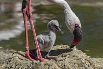 Lesser Flamingo (Phoenicopterus minor) on nest with chick, native to Africa