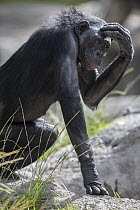 Bonobo (Pan paniscus) scratching head, native to Africa