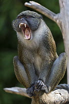 Allen's Swamp Monkey (Allenopithecus nigroviridis) displaying, native to Africa