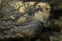 Alligator Snapping Turtle (Macrochelys temminckii), native to North America