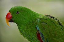 Eclectus Parrot (Eclectus roratus), native to Australia