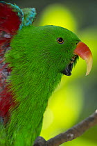 Eclectus Parrot (Eclectus roratus) calling, native to Australia