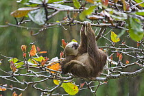 Hoffmann's Two-toed Sloth (Choloepus hoffmanni) hanging in tree, Aviarios Sloth Sanctuary, Costa Rica